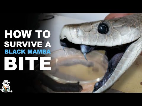 What To Do If You Are Bitten By a Black Mamba