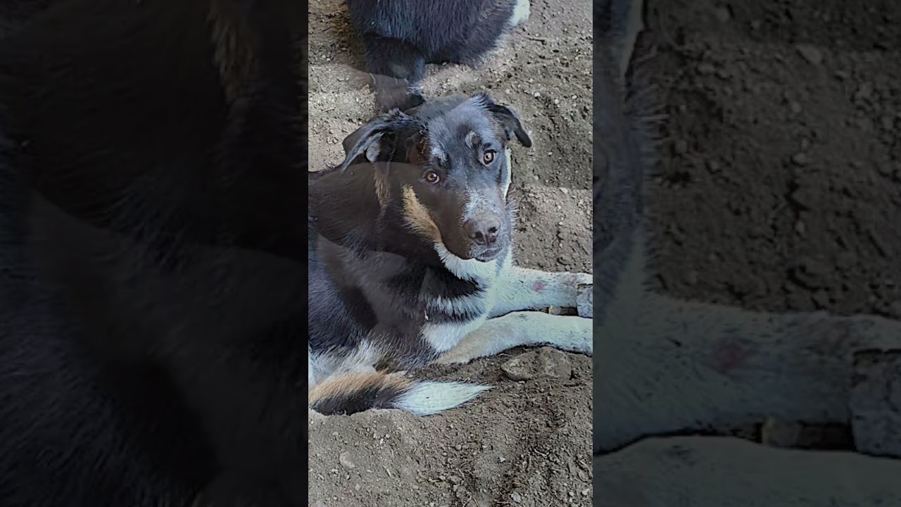 Enlarge Bradach, a Adoptable mixed breed in Billings, MT video 6/6
