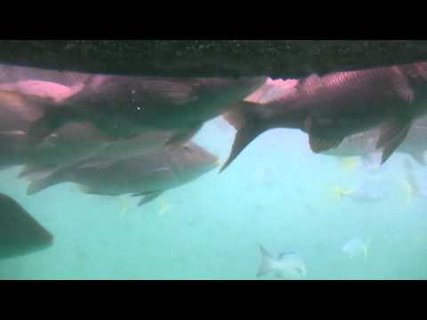 Green Island Semisub Tour