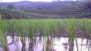 Download lagu Suara Kodok Sore Hari Di Sawah Pedesaan mp3 Download lagu Suara Kodok Sore Hari Di Sawah Pedesaan mp3