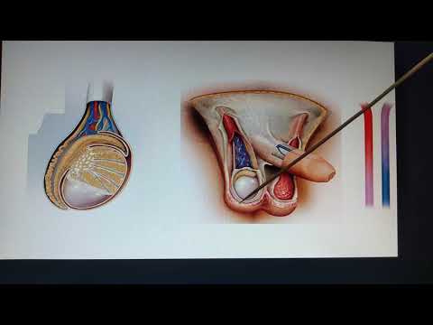 4  Bolsa escrotal y la regulación de la temperatura testicular