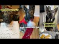 Dog Is On Santa S Naughty List