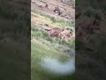 wolves pack#hyena #wolverines  #wildlife #lion #viral #elephant #leopard #cheetah #wolfpack #wolves
