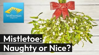 The Secret Life of Mistletoe: Love, Legends and … Parasites
