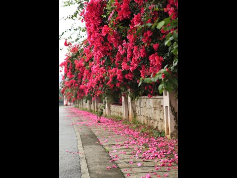 Hoa giấy - Tuấn Nghĩa