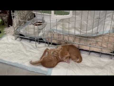 Kätzchen September 24