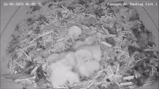 Birth of the 5th and last falcon