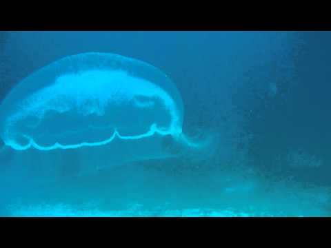 Plongée sous-marine en Colombie