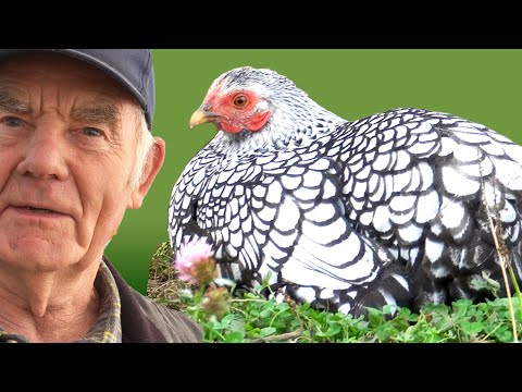 🐓 Deutsche Zwerg-Wyandotten Hühner Rasseportrait  🎥