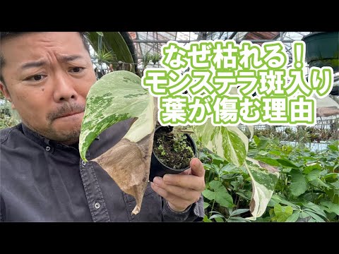 園芸 黒ビロードの象の耳、クワズイモ女王の宝石