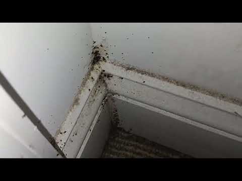 The Entire Bedroom Infested with Bed Bugs in Manasquan, NJ