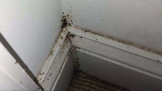 Watch video: The Entire Bedroom Infested with Bed Bugs in Manasquan, NJ