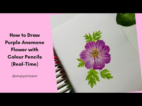 How to Draw a Purple Anemone Flower | Real Time Colour Pencil Drawing Tutorial #anemone #realistic 
