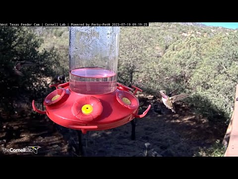 Male Calliope Hummingbird Shines As He Dines For Breakfast In West Texas – July 19, 2023