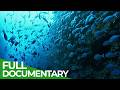 The Big Blue Ocean Stories From Down Under Episode 3  Free Documentary Nature