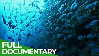 The Big Blue - Ocean Stories from Down Under | Episode 3 | Free Documentary Nature