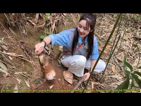 Chơi Hội Quên Lối Về, Mẩy Thuỳ Được Gái Bản Dẫn Lên Rừng Đào Măng Và Ăn Thắng Cố Tại Lễ Hội Gầu Tào