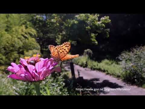 fisheyeコンバーターで撮影。庭のツマグロヒョウモン