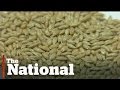 Canary seed no longer just for the birds