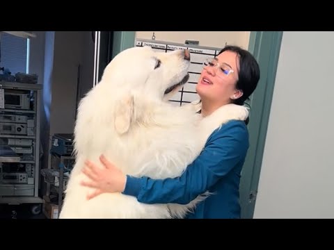 Giant Dog Thanks Veterinarian with a Heartfelt Embrace ❤️