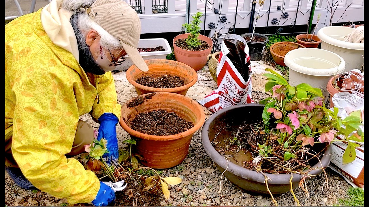 憧れのガーデン作り・4   「 山の古民家の幸せを願い決意をしました」クリスマスローズの引っ越し・うれうれバナナケーキ