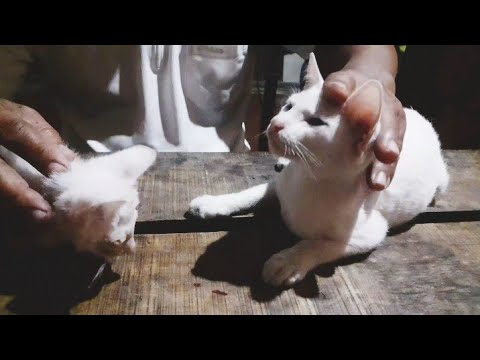 Pusang Puti. ( Rango & Lucas ) Albino Cats..😻😻❤❤❤