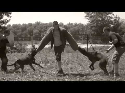 Serbian Mastiff - HAMAS and ODIN 7 months old (OLD VIDEO REUPLAOD)