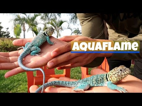 download lagu mp3 mp4 Lizard Dog Collar, download lagu Lizard Dog Collar gratis, unduh video klip Lizard Dog Collar