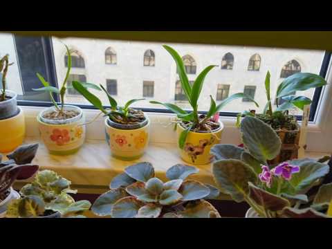 Орхидеи, влажность, много говорю ))