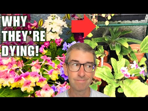 2 Years of Decline…The Real Reason My Plants Are Dying!
