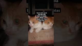 Download lagu parah jambi merangin tabir lintas koto baru judi dan sabu merajalela mp3