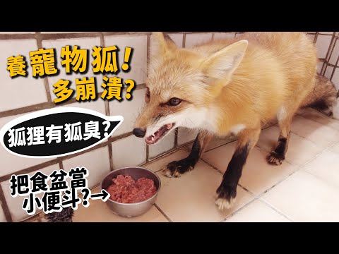狐狸象徵什麼