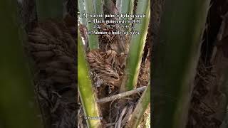 Download lagu African oil palm @Kelapa sawit@ Elaeis guineensis @油棕 @ギニアアブラヤシ @Palmier à huile @Cọ dầu mp3