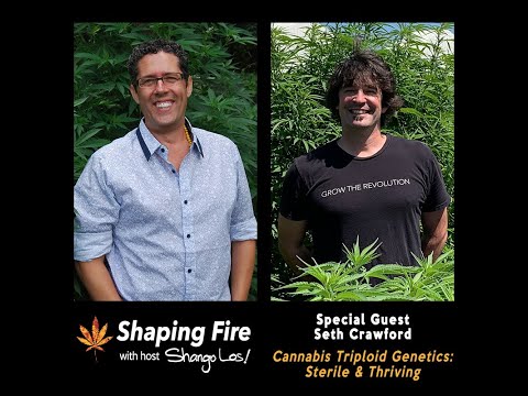 Shaping Fire Ep.66 - Cannabis Triploid Genetics: Sterile and Thriving with guest Seth Crawford