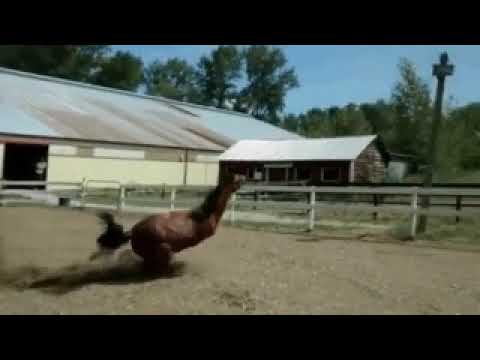 video 08.02.2022 respect #new