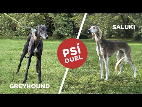 🐶 Psí duel - Greyhound vs Saluki - Tlapka TV
