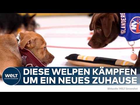 USA: "Stanley Pup" - Hunde-Welpen zeigen auf dem Eis ihr Können, um für Adoption zu werben