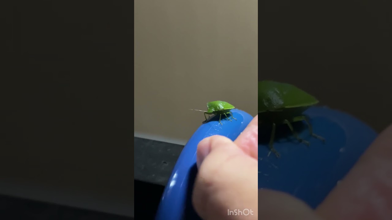 俺の傘に寄生した害虫