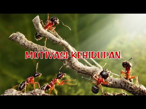 TEAM WORK|Kerjasama tim|Vidio motivasi|Kisah inspiratif seekor semut#3