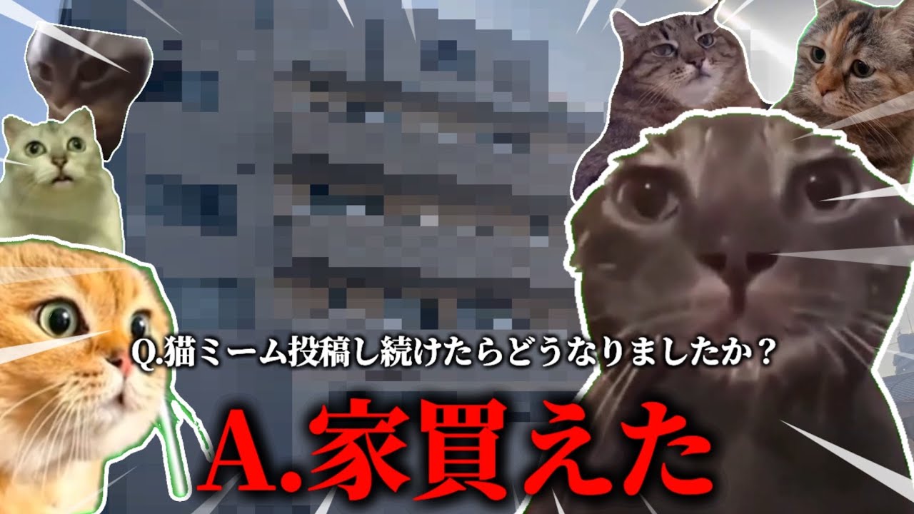 猫ミームだけで10万人行った人の質問コーナー