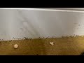 Lots of Ants Found Under the Rug in Pennington, NJ