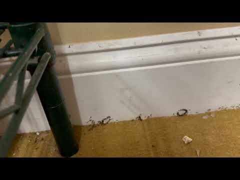 Lots of Ants Found Under the Rug in Pennington, NJ