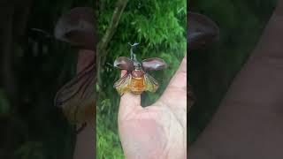 カブトムシ翔べ‼️