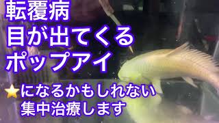 ポップ アイ 金魚 Watch Hd Mp4 Videos Download Free