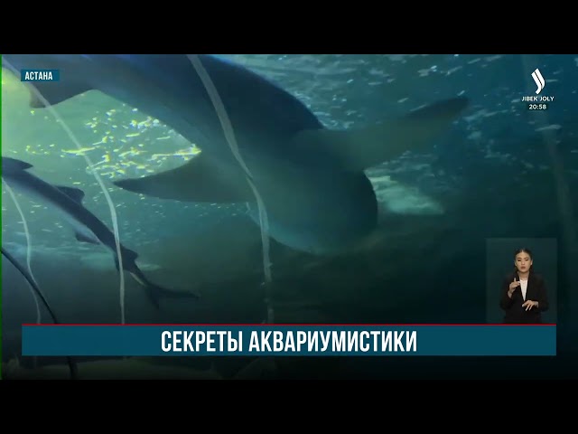 Евразийскую ассоциацию океанариумов планируют открыть на базе столичного центра Ailand