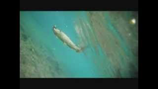preview picture of video 'Pêche de la truite a la cuillère ( vues subaquatique )'