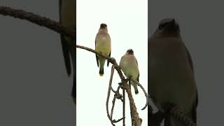 Cedar waxwing whistle bird #youtubeshorts