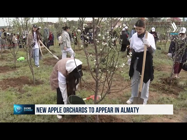 Алматыда жаңа алма бақтары пайда болады