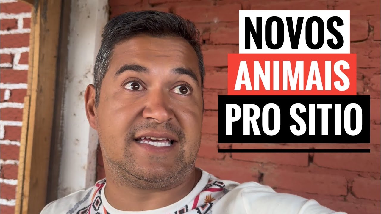 GANHEI UM CASAL DE POMBO CORREIO pro sítio. Nasceram os porquinhos da índia!