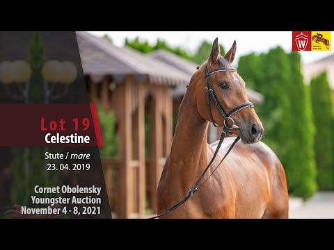 Youngster Auktion Lot 19 Celestine Stute v. Cornet Obolensky - Lancer III